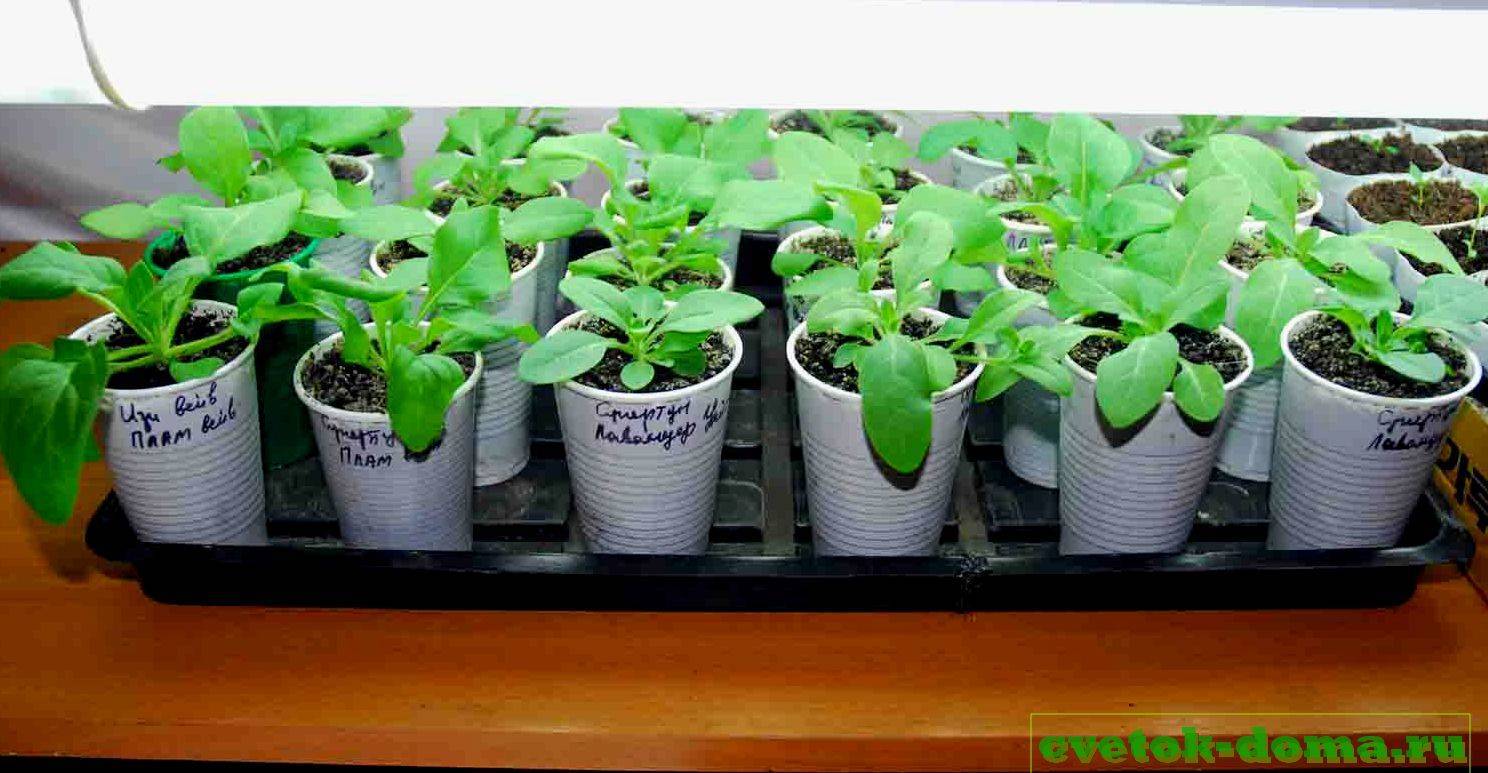 Можно ли петунию выращивать дома как комнатное растение - сад и огород