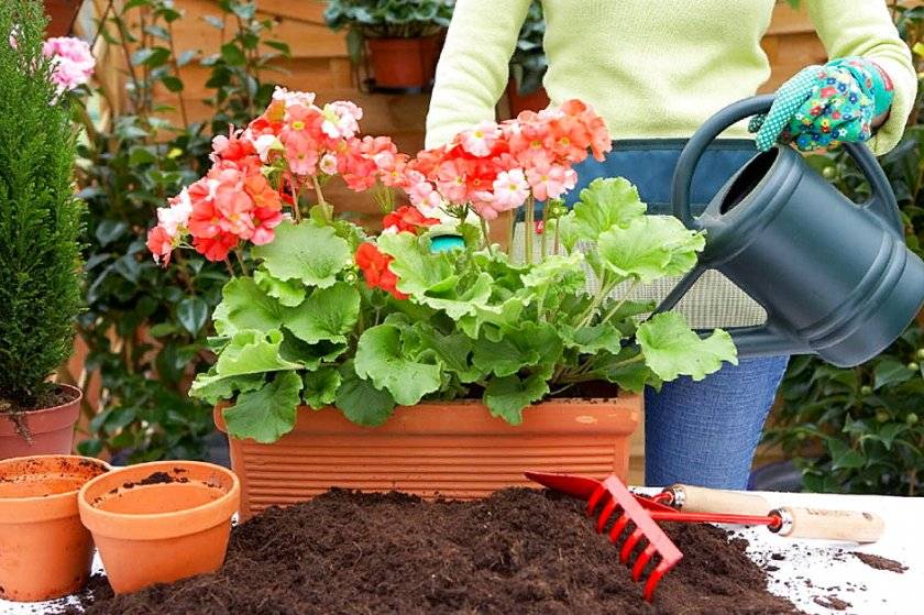 Выращивание цветка пуансетии: как посадить, ухаживать, удобрять, размножать