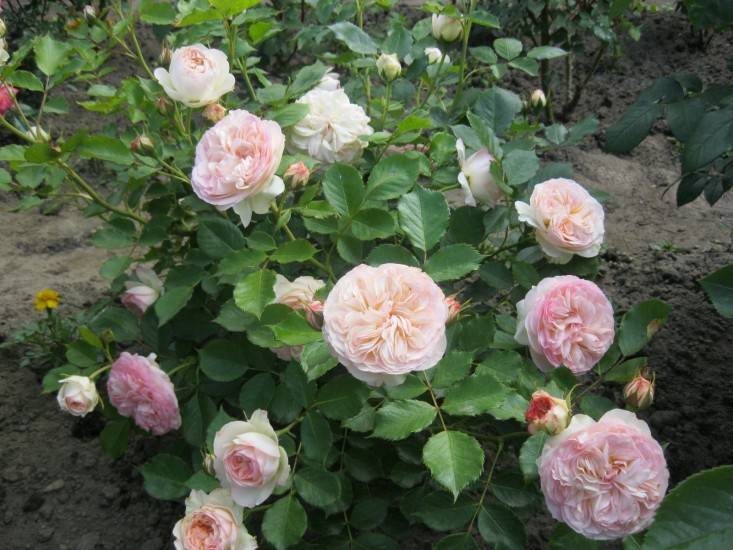 Роза пастелла: описание и характеристика сорта, в чём отличие от других сортов, выращивание и уход, фото