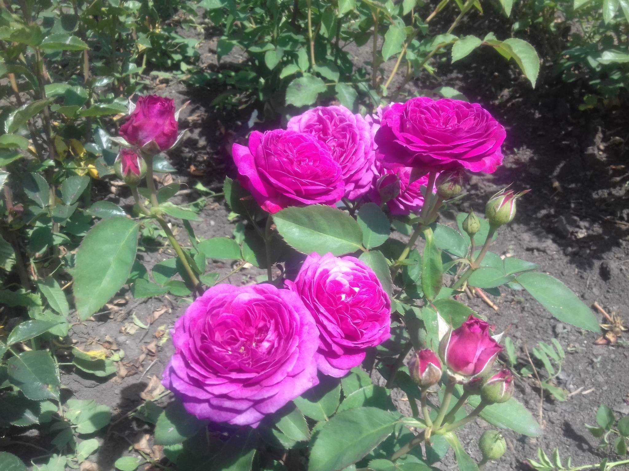 Описание сорта розы хайди клум: плюсы и минусы цветка, как выращивать, уход