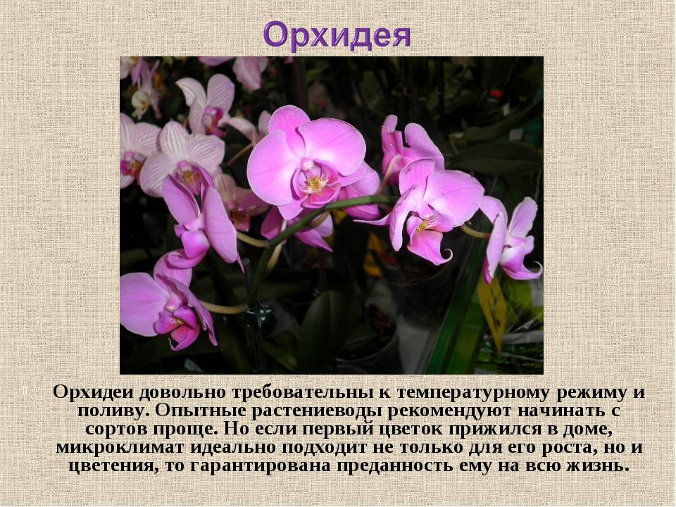 Легенды и мифы про орхидею и история цветка
