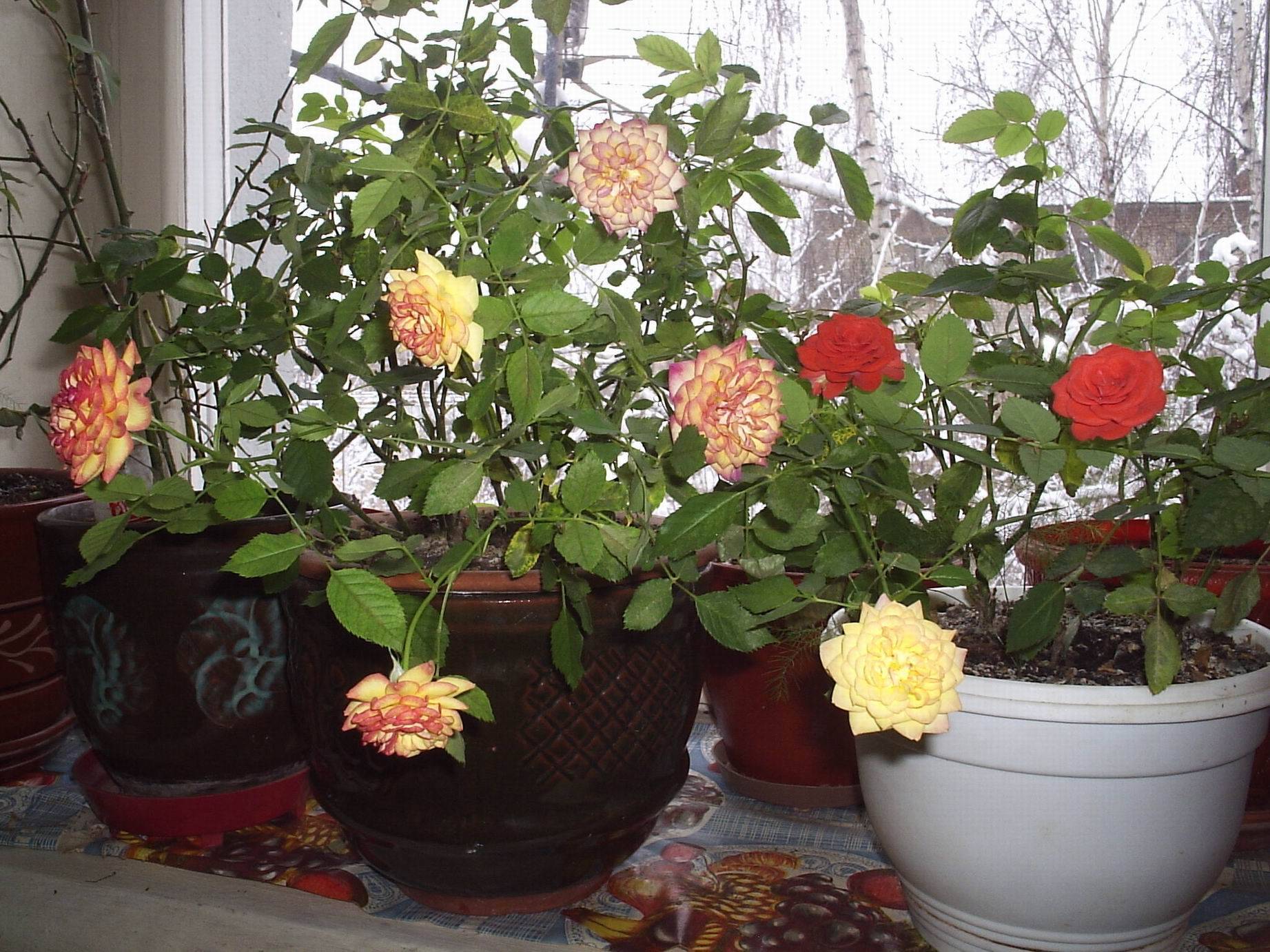Комнатные розы: уход в домашних условиях (фото) - roza-i-fialka.ru