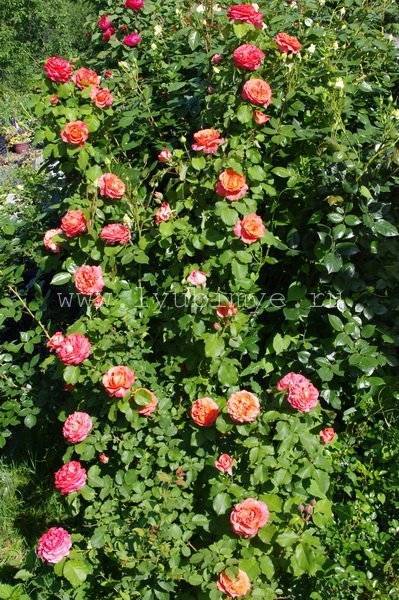 Миниатюрные розы: сорта, выращивание, уход и посадка