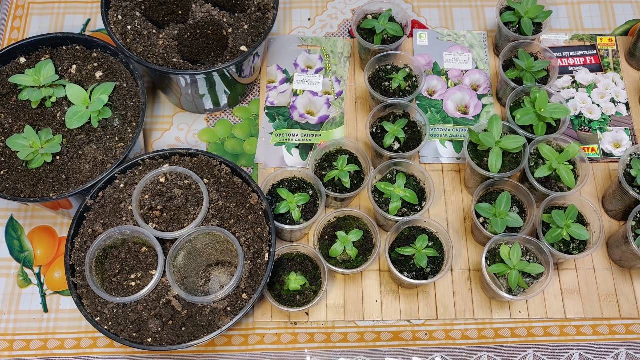 Эустома выращивание в домашних условиях из семян