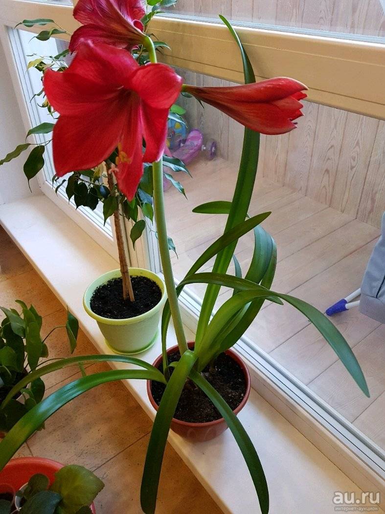 Почему не цветёт гиппеаструм и что при этом делать в домашних условиях?
