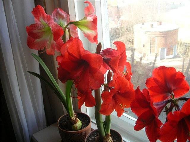 Гиппеаструм: почему не цветет в домашних условиях? что делать?