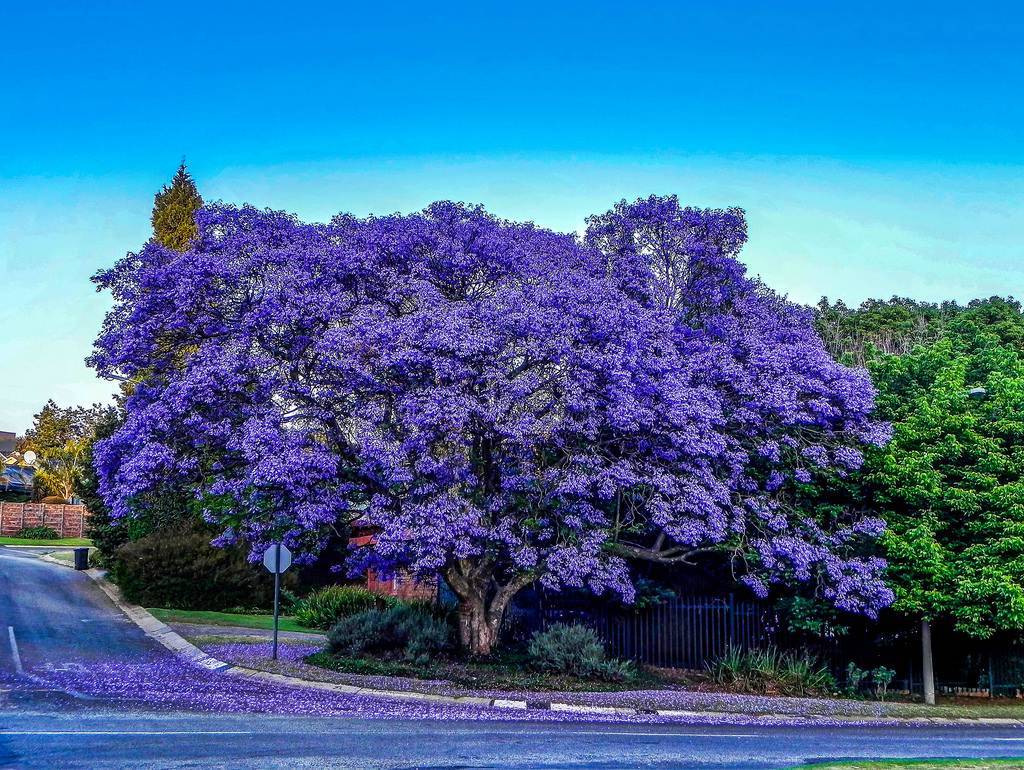 Жакаранда - фиалковое дерево: фото и описание, в домашних условиях, выращивание из семян, как цветет, где растет