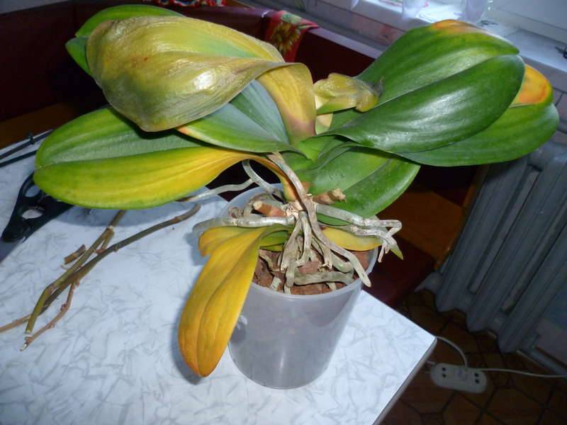 У орхидеи вянут листья – причины увядания и что делать, чтобы спасти растение и его детку