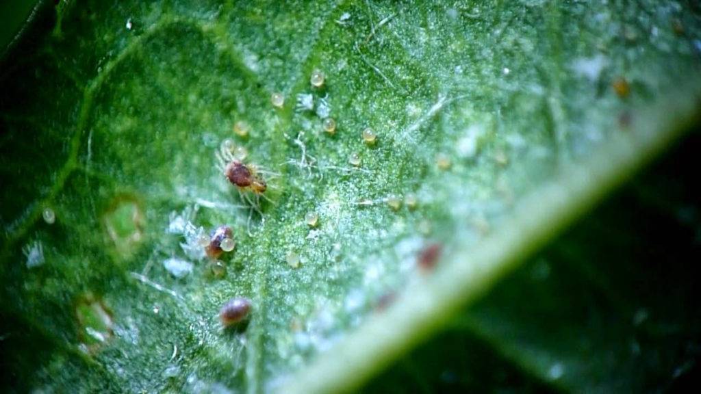Паутинный клещ на комнатных растениях: как бороться с вредителем в домашних условиях, как избавиться от паутины, эффективные средства и препараты для борьбы