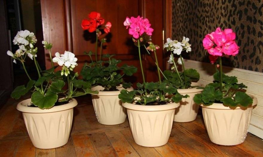 Можно ли держать герань в доме? польза и вред цветка, а также особенности ухода за комнатным растением