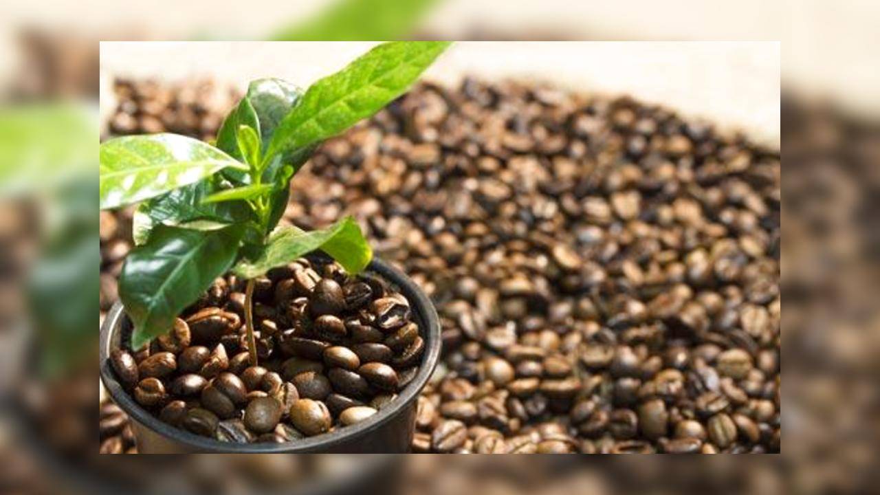 Как растет кофе: фото, как вырастить из семян дома