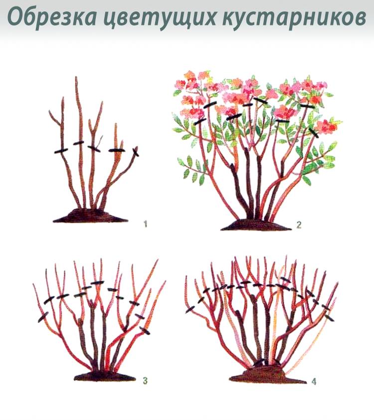 Спирея: особенности размножение черенками, отводками и семенами весной и оснью