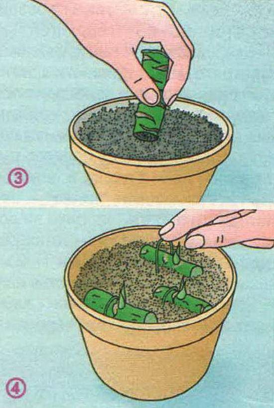 Размножение юкки в домашних условиях: как разводить комнатный цветок семенами, верхушками, черенкованием, побегами, воздушными отводками, и рекомендации