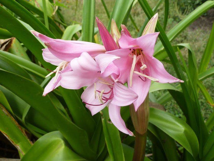Кринум — цветок садовый, посадка и уход в открытом грунте