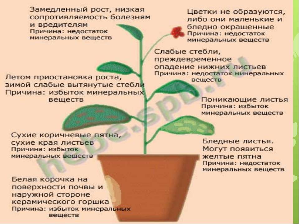 Почему болеют цветы, советы и рекомендации по уходу | flori-da.ru