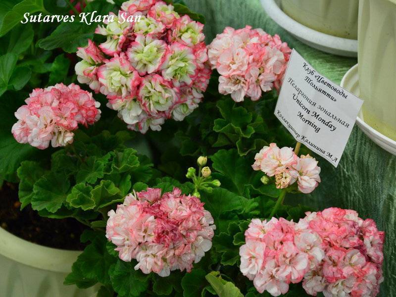 Пеларгония сутарве клара сан — характеристики сорта и выращивание