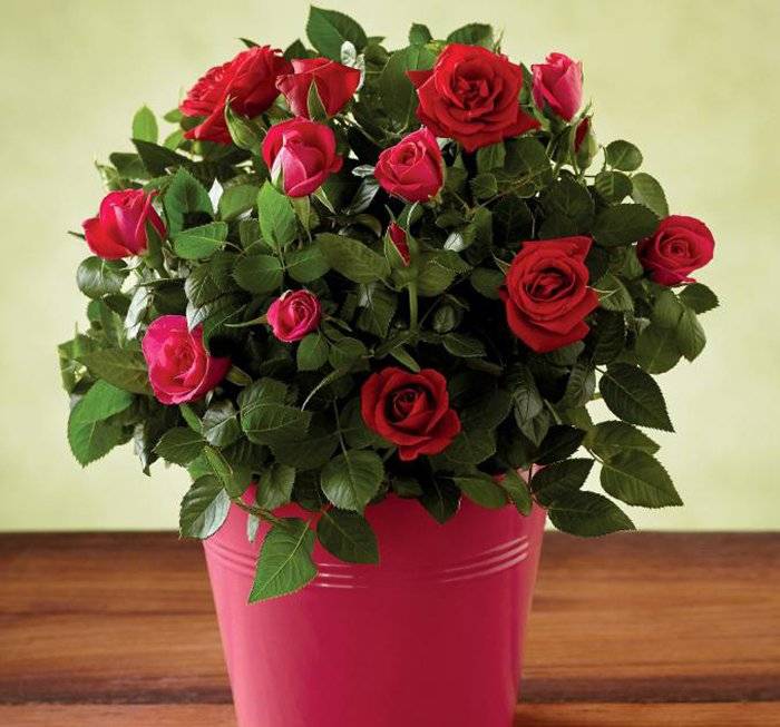Как вырасти розу из букета дома - roza-i-fialka.ru