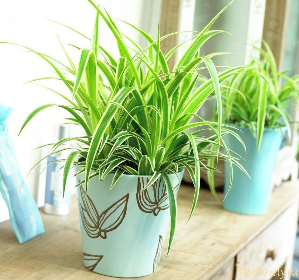 Комнатные растения, очищающие воздух в квартире (с фото)