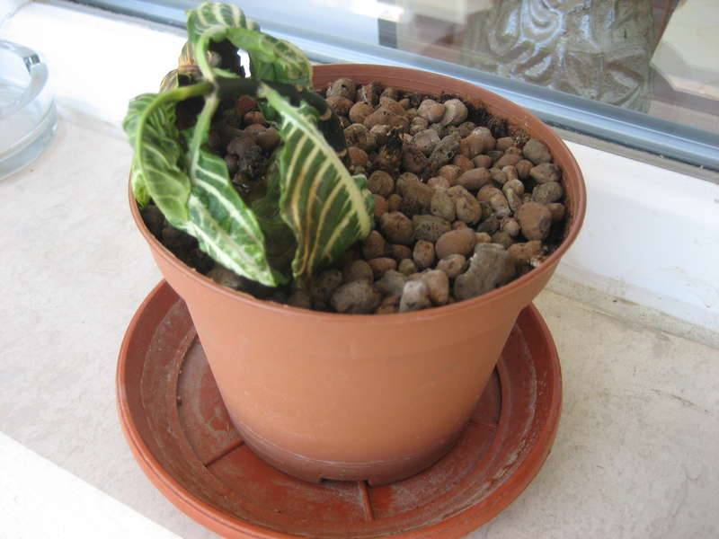 Комнатный цветок афеландра: фото любимого растения в доме