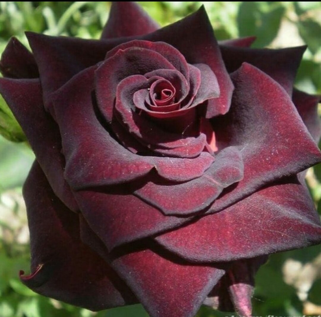 Роза Блэк Баккара (Black Baccara) — описание сорта