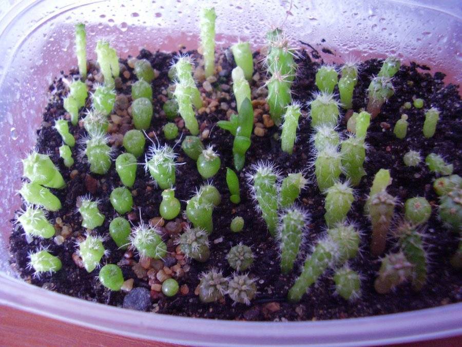 Как вырастить кактусы из семян в домашних условиях (фото) | золотое семечко