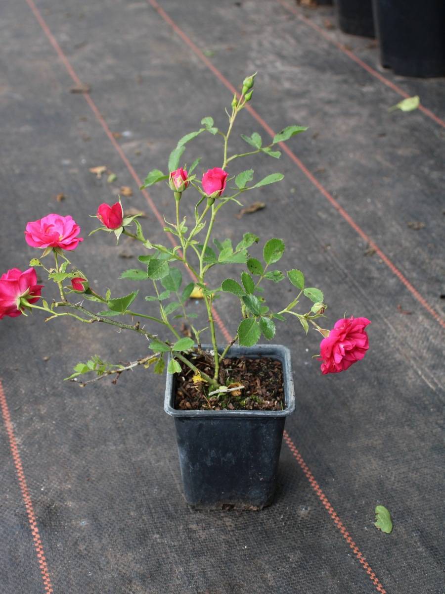 Почвопокровные розы: уход и выращивание, размножение и обрезка