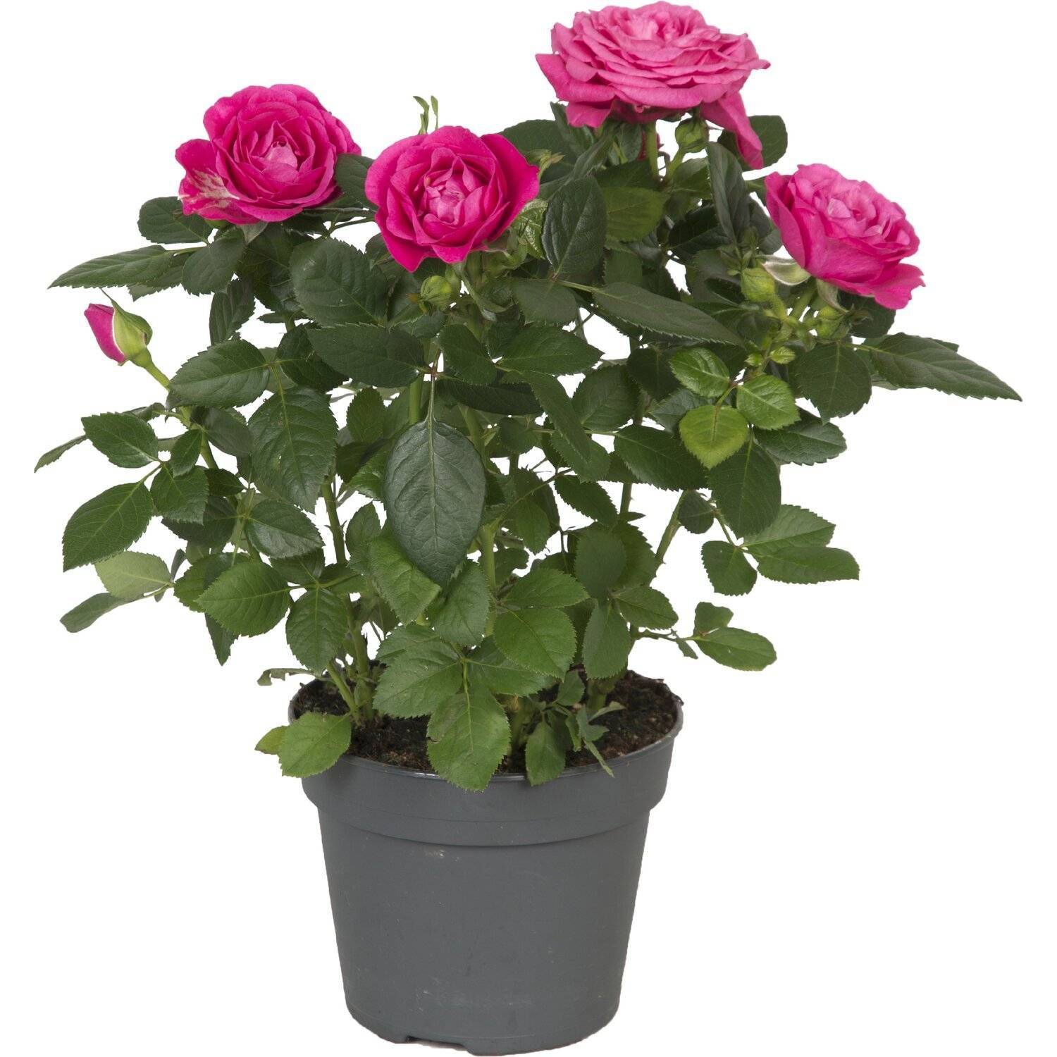 Роза патио цветок. описание, особенности и уход за розой патио | сад и огород.ру