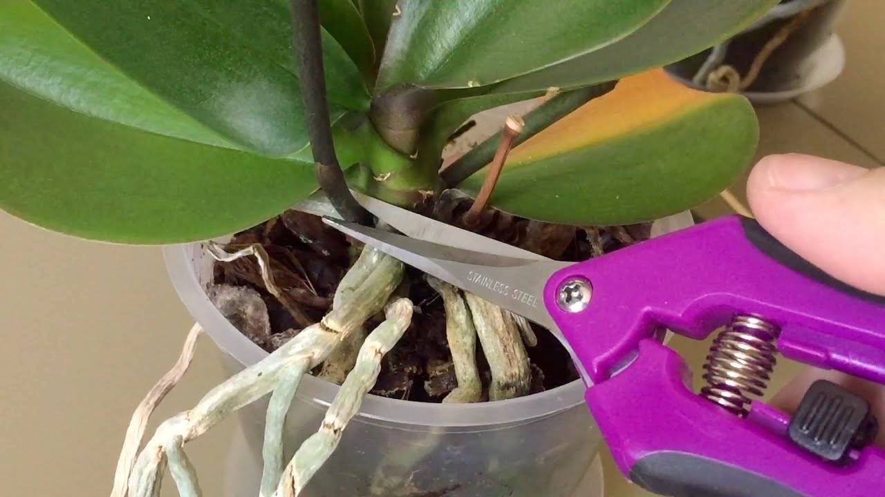 Орхидея отцвела: что делать со стрелкой?