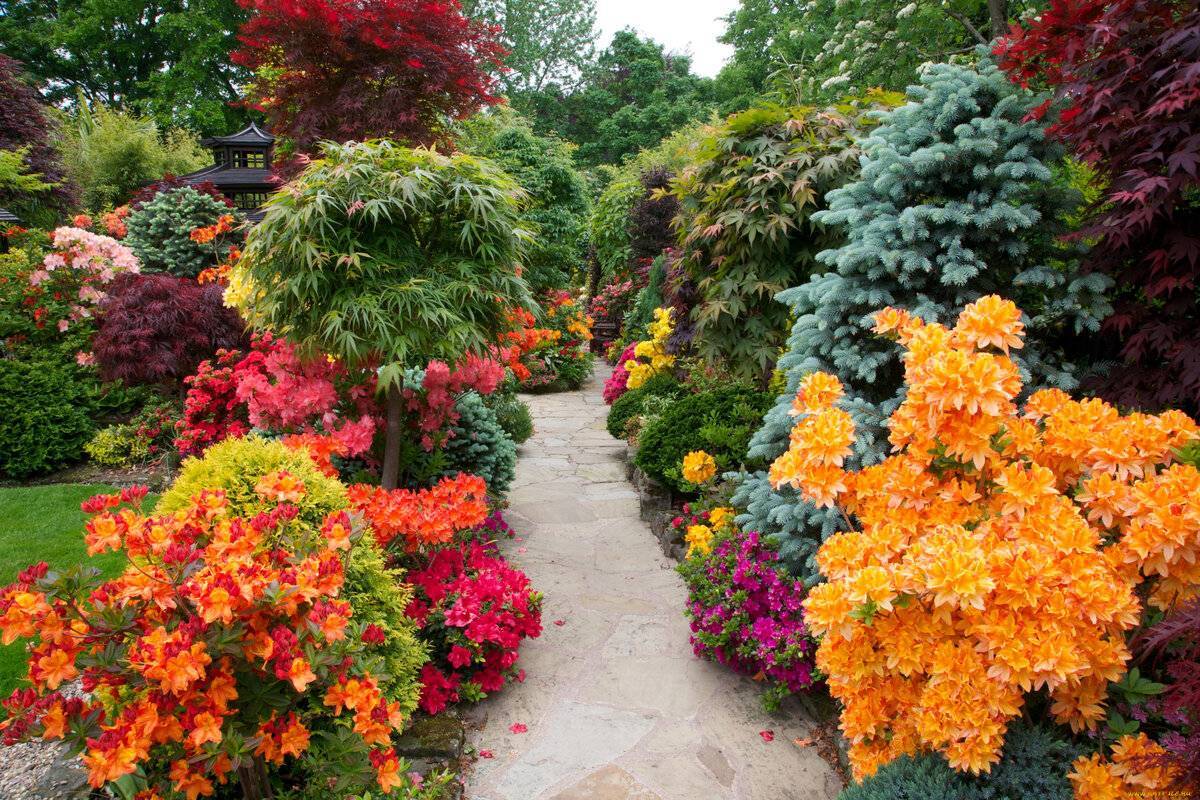 Красивоцветущие кустарники для сада, дачи: названия растений, виды, особенности выращивания