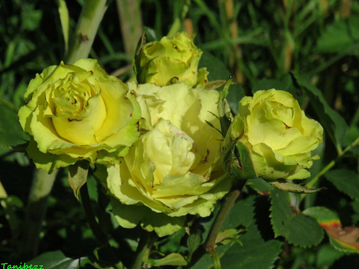 Роза лимбо (limbo) — характеристики сортового растения