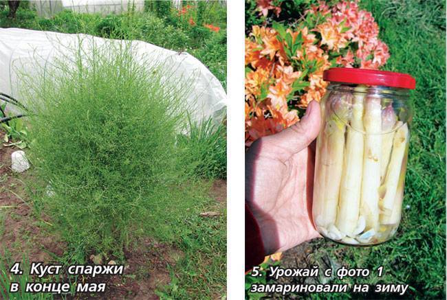 Спаржа – выращивание в открытом грунте из семян