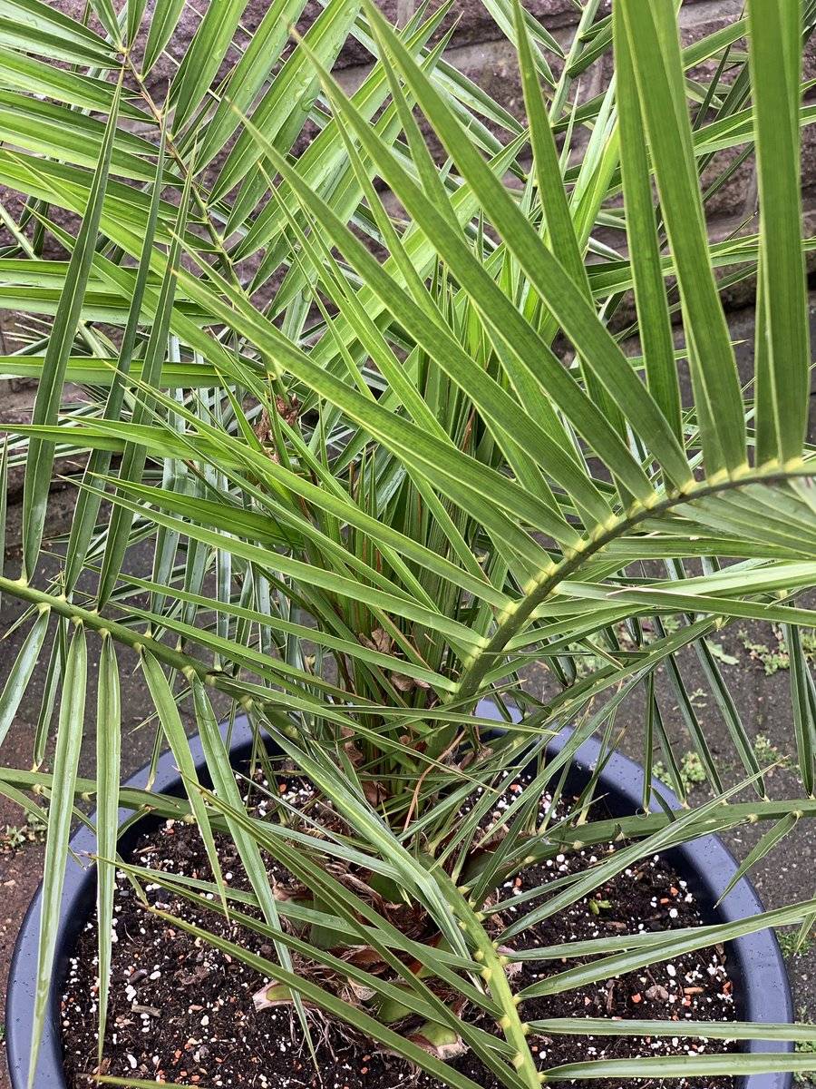 Финиковая пальма в домашних условиях, фото, уход и размножение
