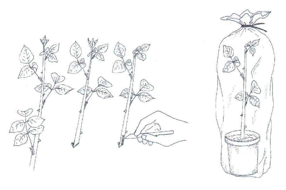 Размножение плетистой розы отводками (методы размножения)