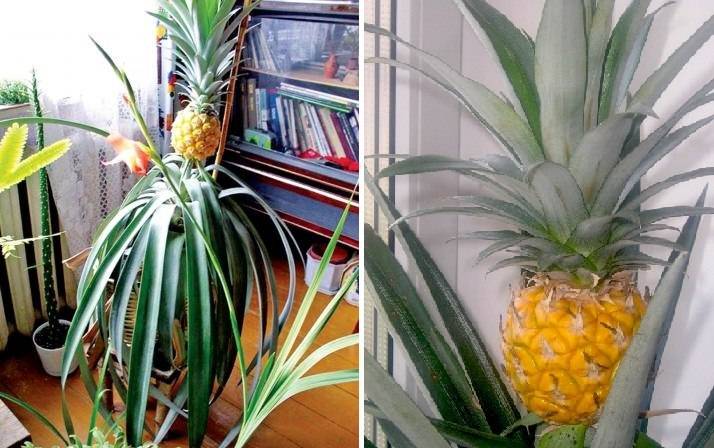 Как вырастить ананас дома из верхушки: мой опыт