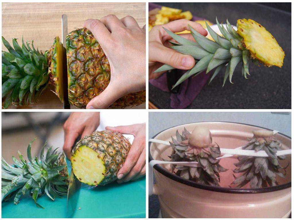 Как вырастить ананас в домашних условиях - pahistahis.ru