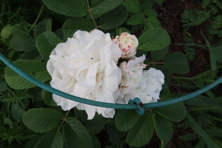 Роза августа луиза (augusta luise) — характеристики сорта