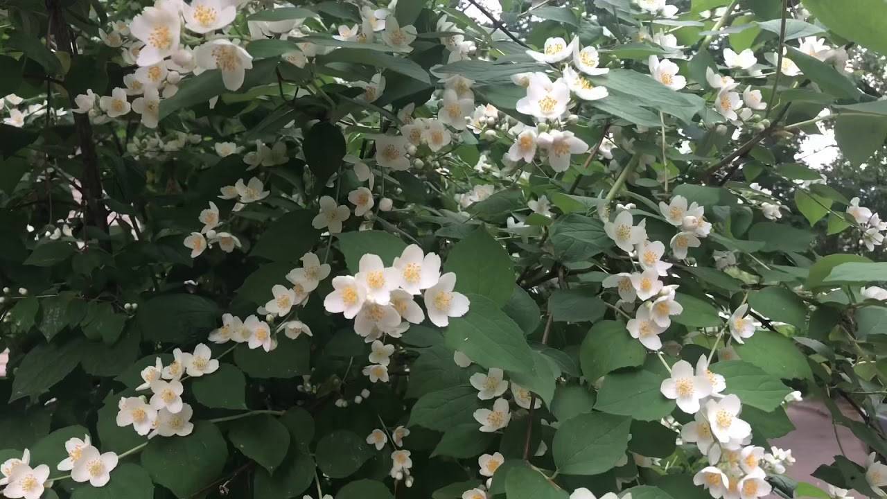 Когда цветет чубушник (садовый жасмин): сколько цветет, на каких побегах, на какой год после посадки, период цветения, фото цветов