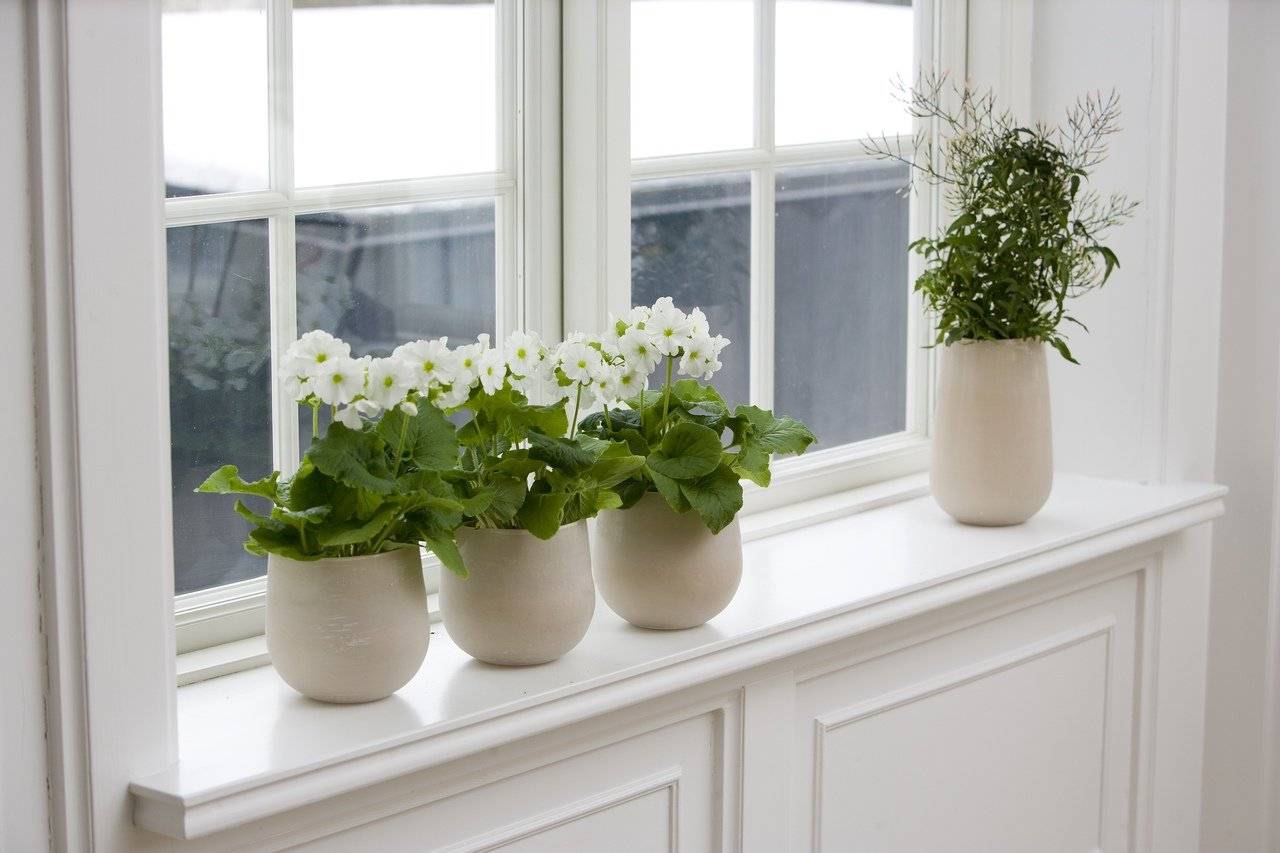 Красивоцветущие комнатные растения для южных окон: полный список