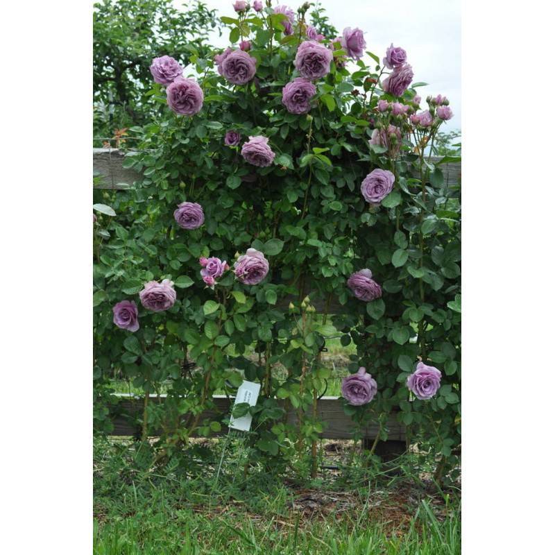 О розе индиголетта (indigoletta): описание и характеристики плетистой розы