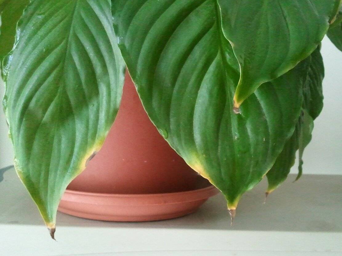 Домашний спатифиллум: уход в домашних условиях, фото спатифиллума и приметы, почему желтеют листья спатифиллума