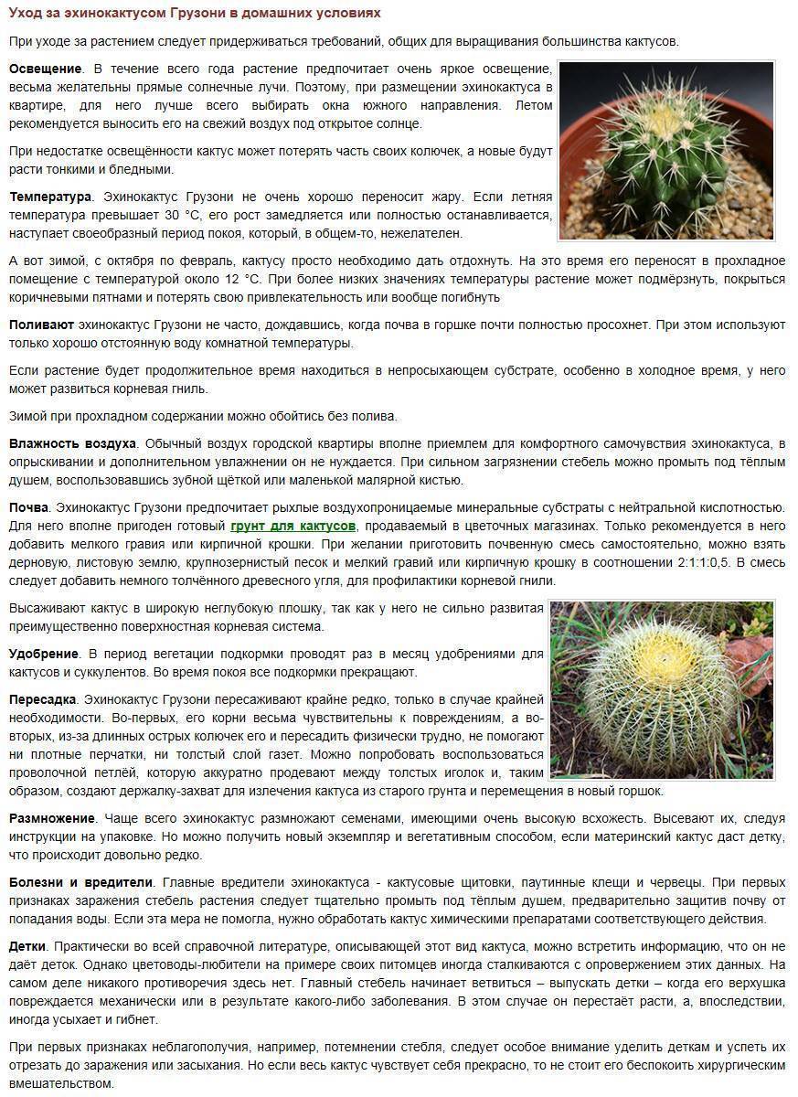 Тубероза: посадка и уход в открытом грунте, особенности выращивания - sadovnikam.ru