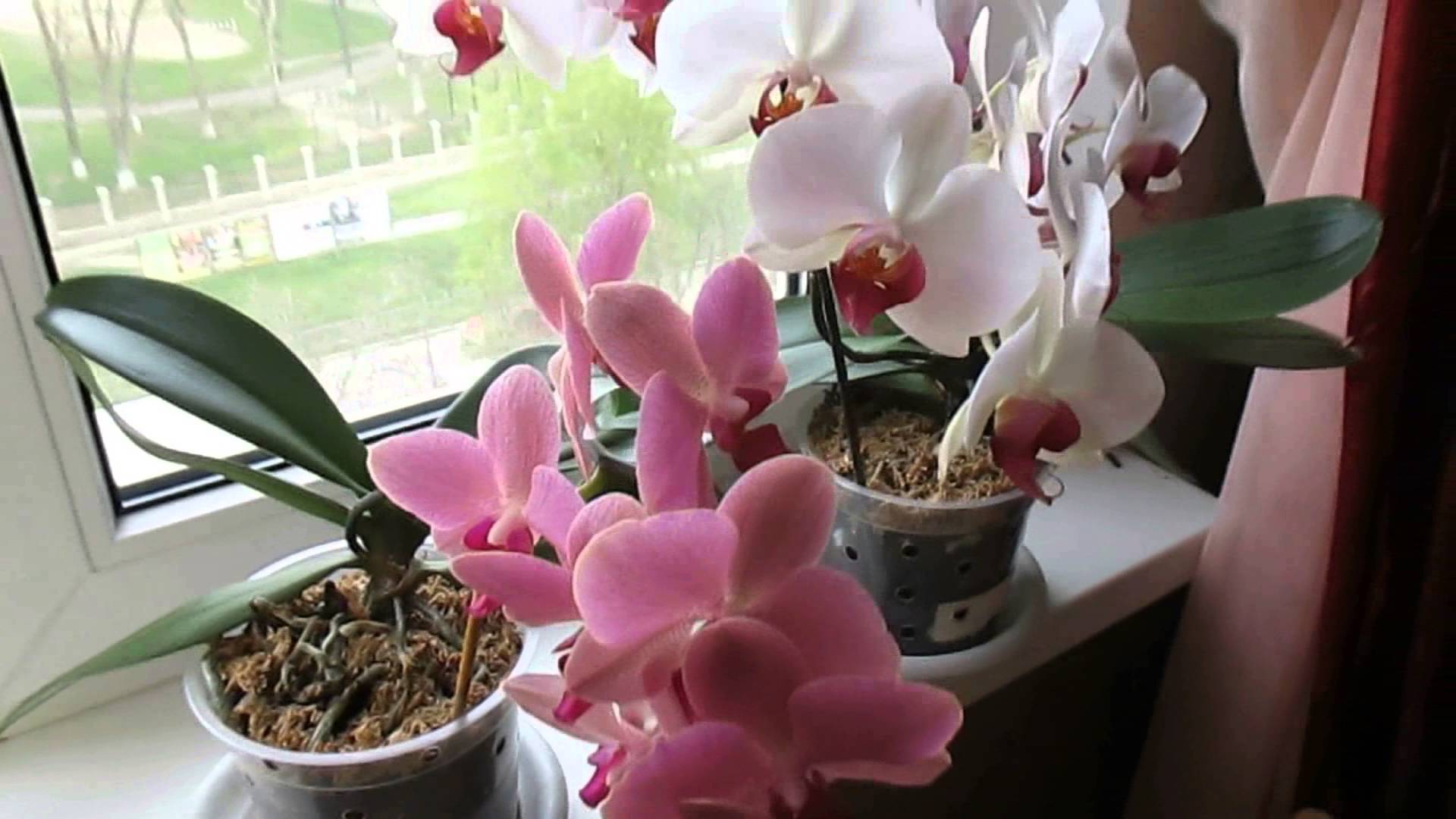 Как заставить орхидею зацвести? 6 полезных советов. фото — ботаничка
