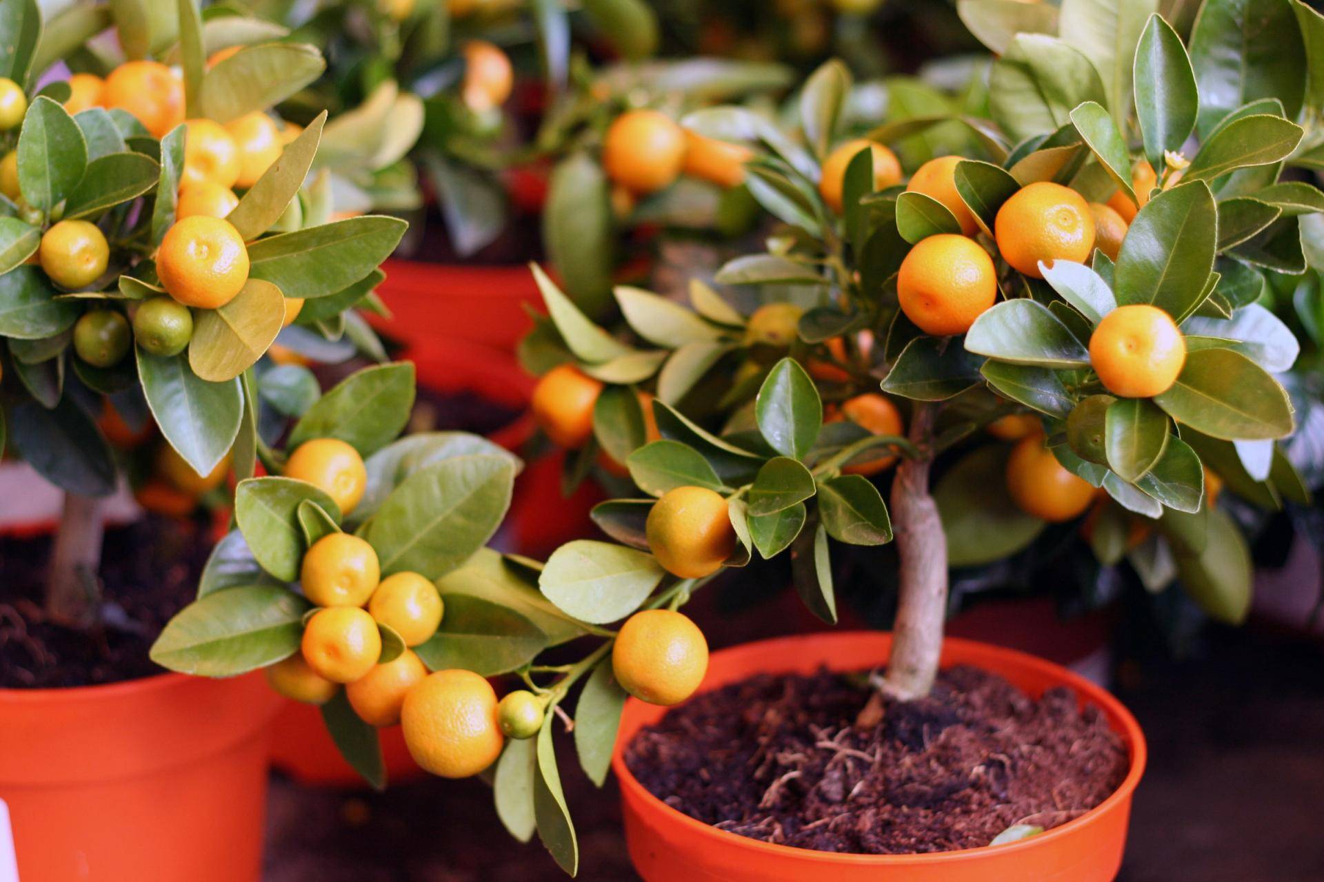 10 важных нюансов по выращиванию апельсинов на даче