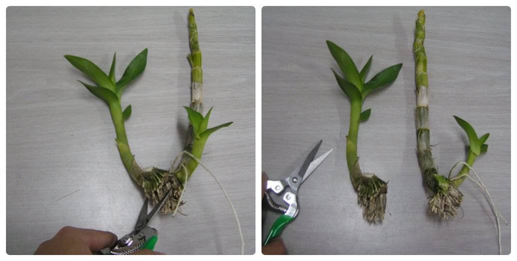 Орхидея дендробиум: уход в домашних условиях за популярным комнатным растением