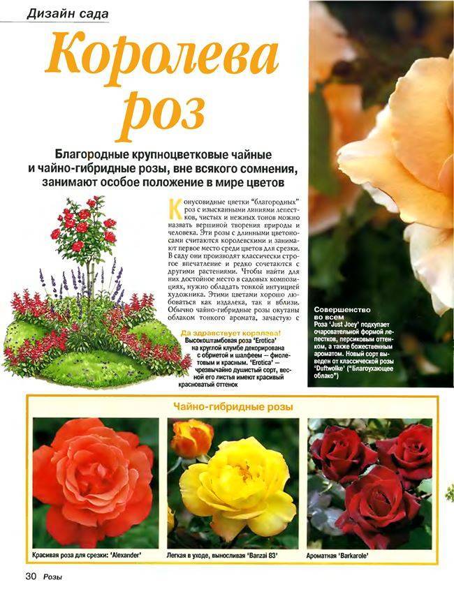 Роза блаш - чайно-гибридная красавица в саду