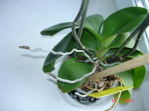 Воздушные корни у орхидеи - что с ними делать, нужно ли обрезать