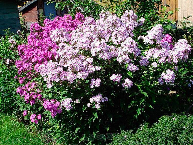 Чем подкормить флоксы: весной и осенью для пышного цветения в саду