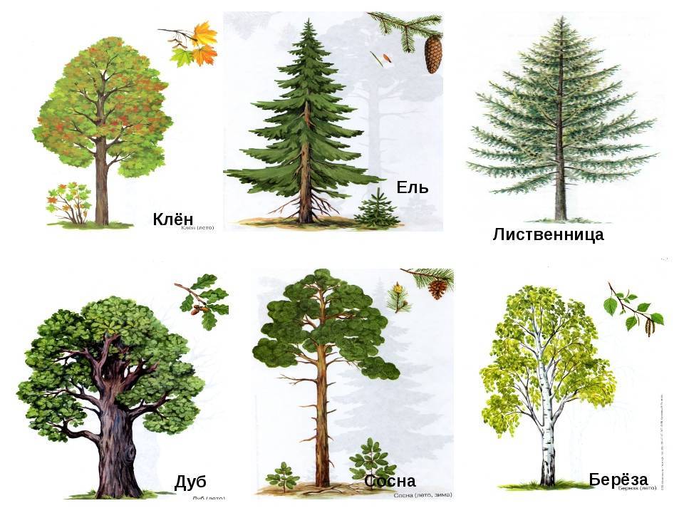 Виды лиственных и хвойных деревьев растущих в россии