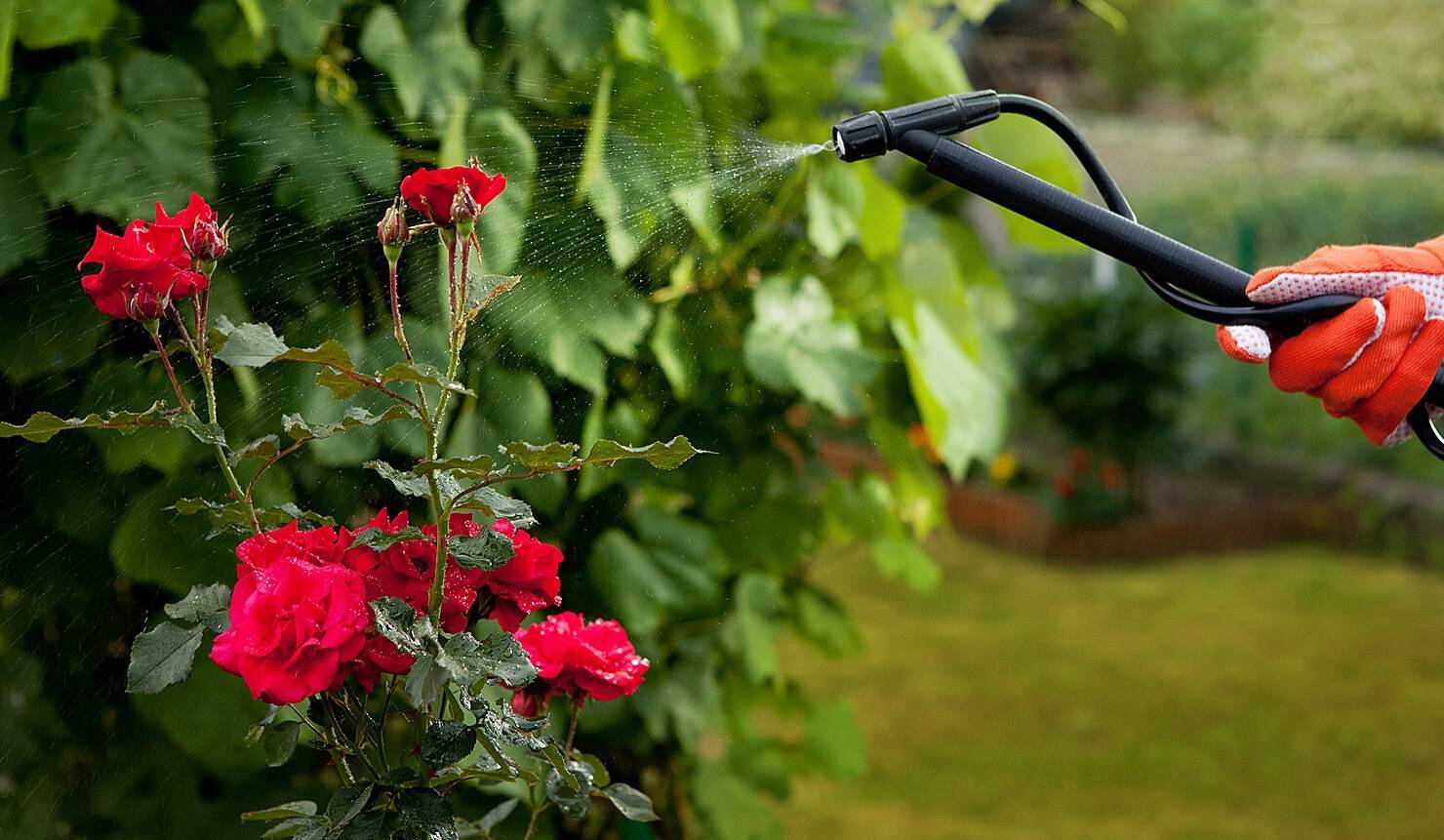 Как ухаживать за розами после посадки | питомник растений