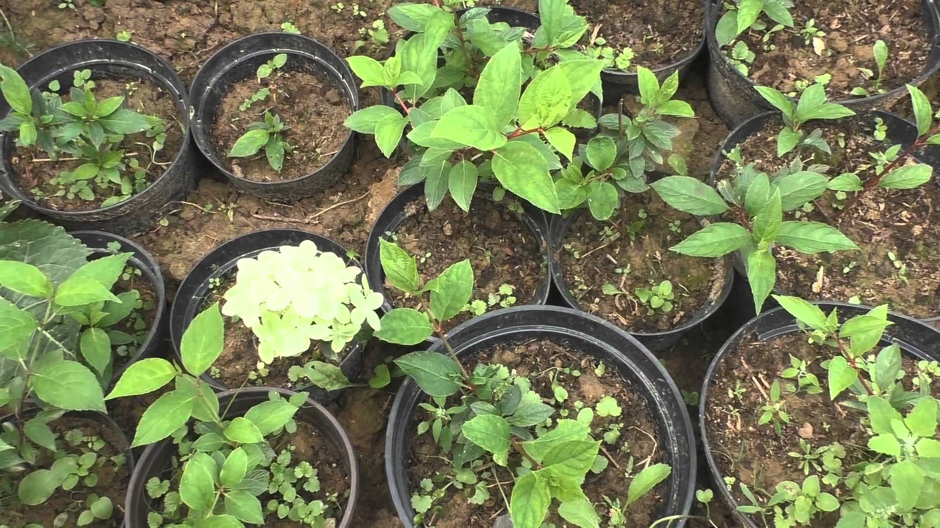 Гортензия садовая: посадка и уход в открытом грунте для новичков фото когда сажать